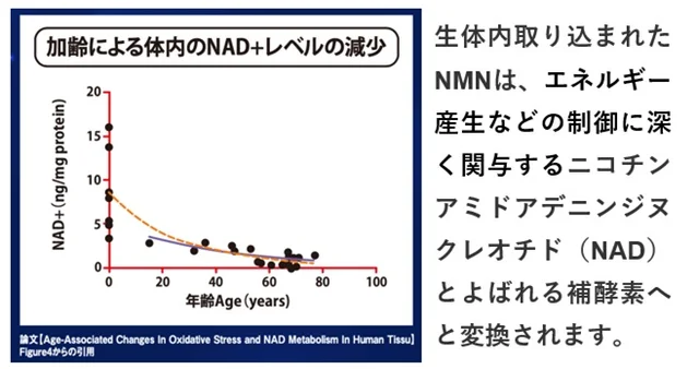 加齢にともない減少するNADを補う成分がNMNです。NMNは摂取すると体内で前述のNADに変換されます。